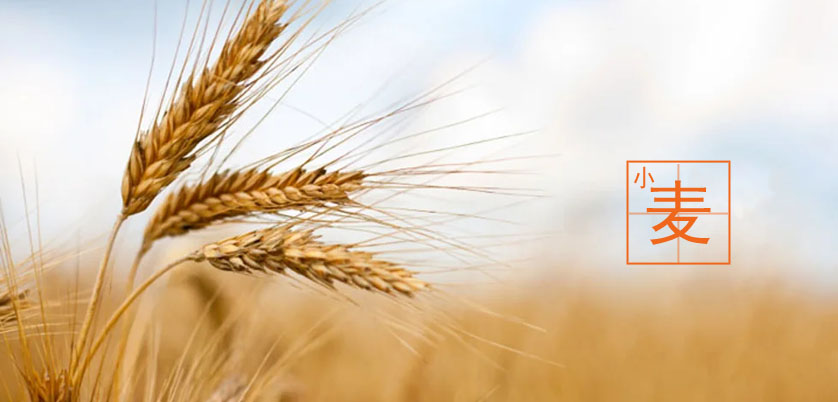 D6智能石墨消解儀處理小麥、玉米、糙米消解方案